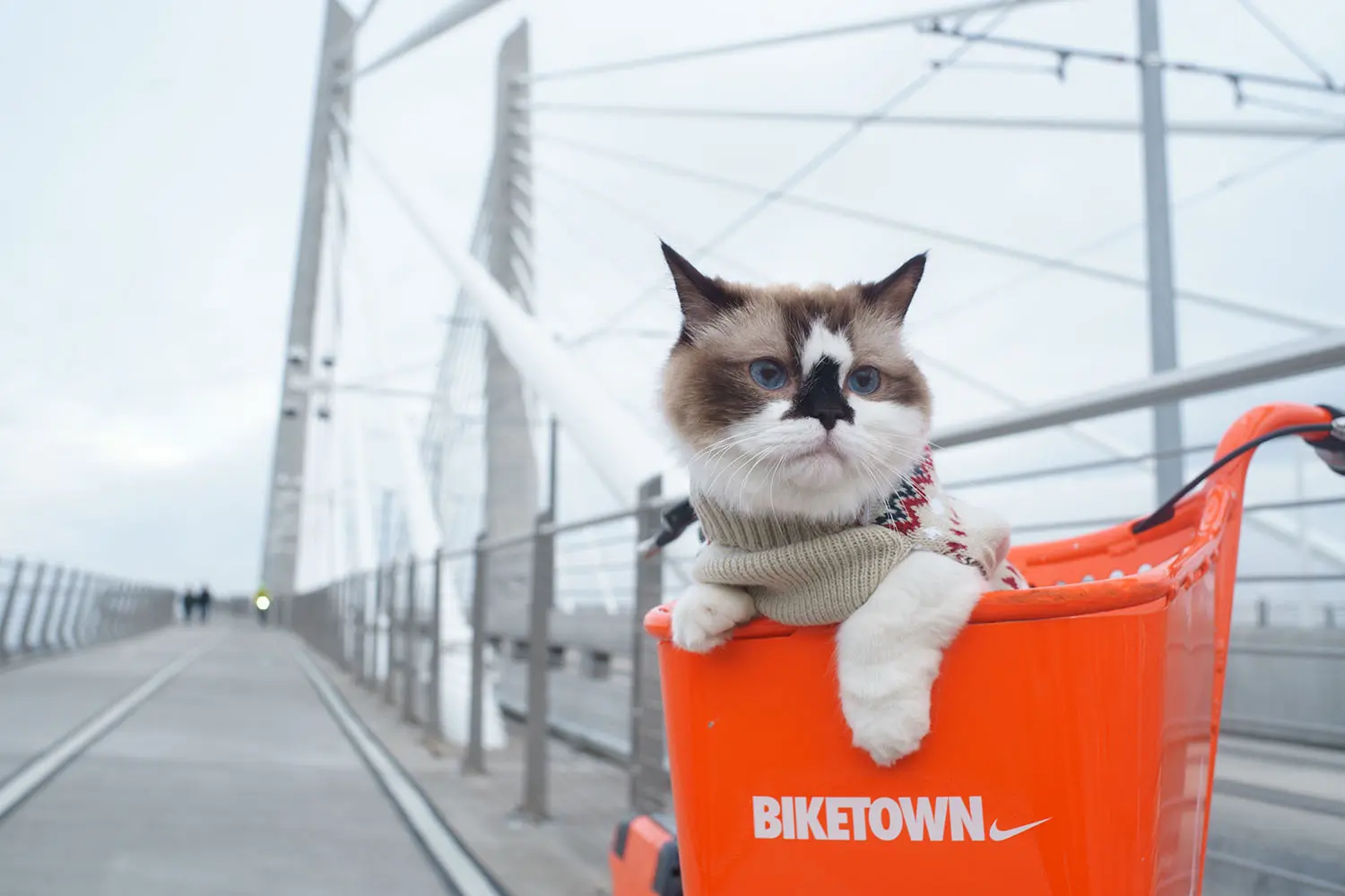 Gato 6 como entrenar a tu gato para viajar en bicicleta o motocicleta