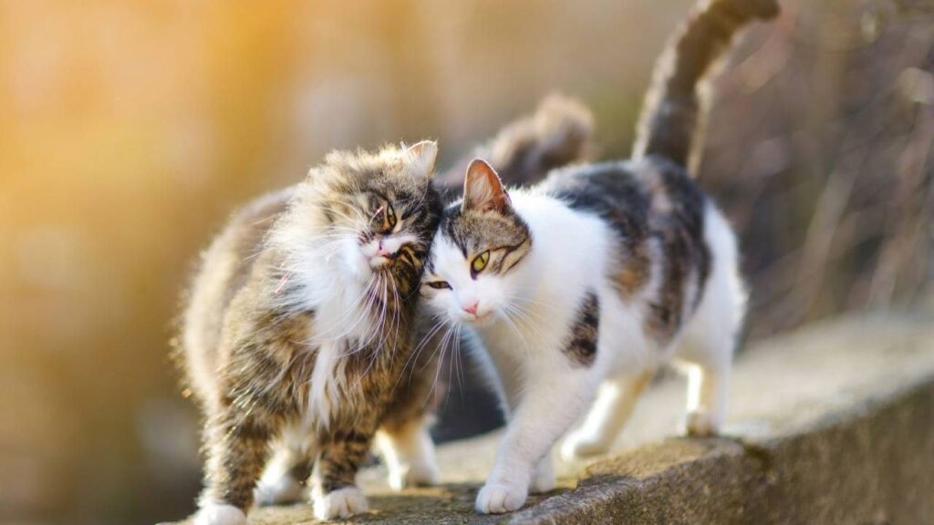 Cómo Estimular el Comportamiento Sociable en Gatos Rescatados 11 como estimular el comportamiento sociable en gatos rescatados