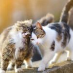 como estimular el comportamiento sociable en gatos rescatados
