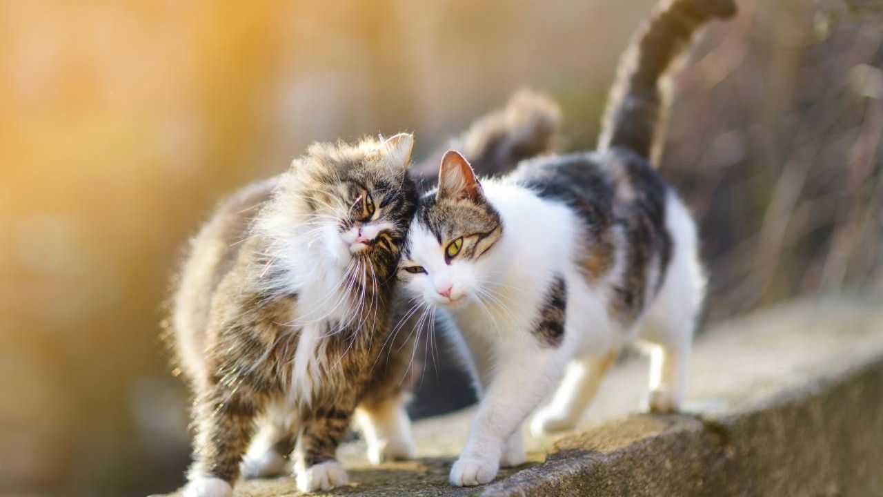 Gato 5 como estimular el comportamiento sociable en gatos rescatados