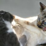 como evitar peleas entre gatos en el mismo hogar