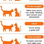 como fomentar comportamientos cooperativos entre gatos al alimentarse juntos 1