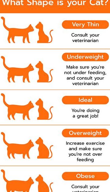Gato 3 como fomentar comportamientos cooperativos entre gatos al alimentarse juntos 1