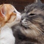 como fomentar interacciones relajadas entre gatos mayores y gatitos 1