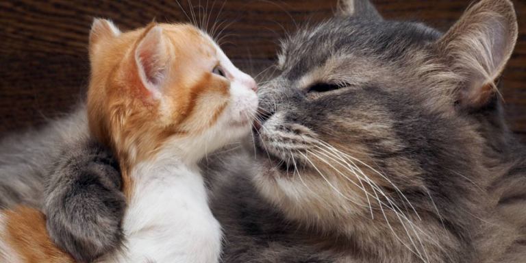 como fomentar interacciones relajadas entre gatos mayores y gatitos 1