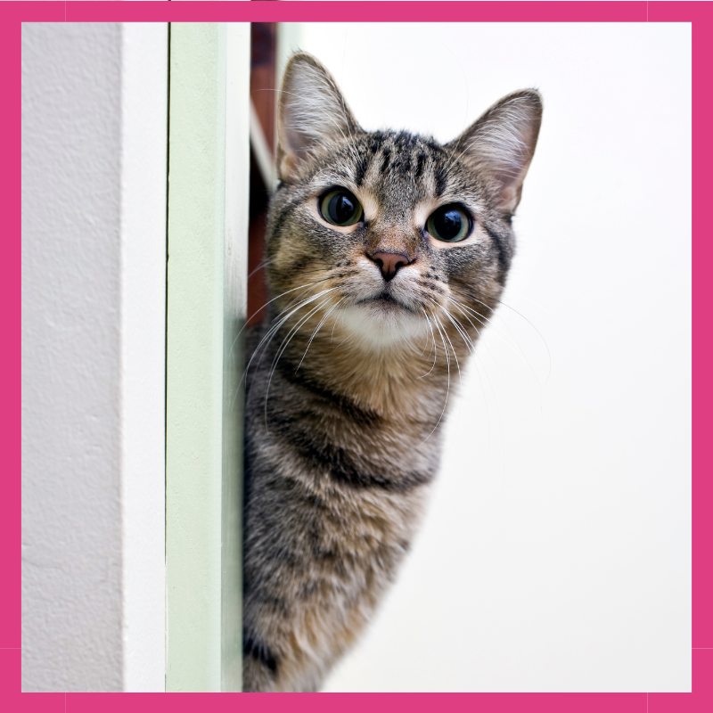 Cómo fomentar la curiosidad saludable de tu gato hacia nuevos animales