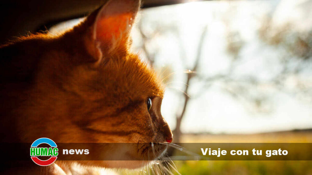 como fomentar que tu gato acepte a visitas frecuentes sin estres 1