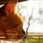 como fomentar que tu gato acepte a visitas frecuentes sin estres 1