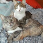 Cómo Fomentar Relaciones Positivas Entre Gatos con Diferentes Edades 6 como fomentar relaciones positivas entre gatos con diferentes edades