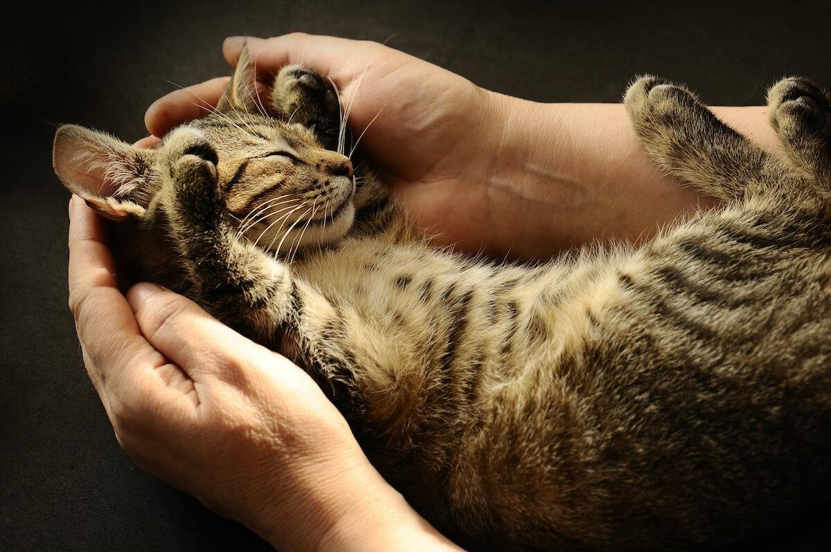 Gato 3 como fomentar un vinculo positivo entre tu gato y perros recien llegados 1