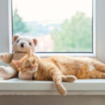 como hacer que el dia a dia de tu gato sea mas relajado