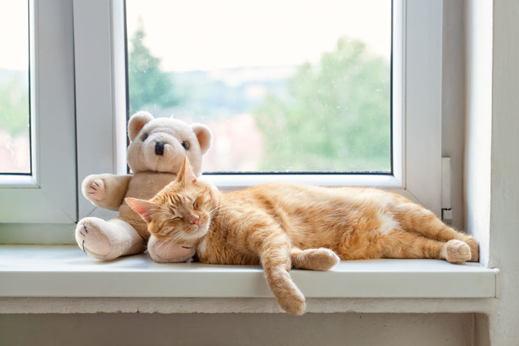 como hacer que el dia a dia de tu gato sea mas relajado