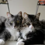 Cómo Hacer Que Tu Gato Acepte a un Nuevo Bebé en Casa 4 como hacer que tu gato acepte a un nuevo bebe en casa