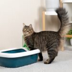como hacer que tu gato responda positivamente al uso de nuevas cajas de arena
