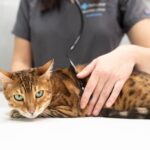 como hacer que tu gato se sienta seguro en el veterinario