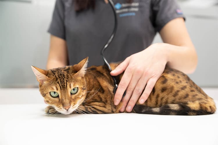 como hacer que tu gato se sienta seguro en el veterinario