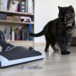 como hacer que tu gato tolere la aspiradora en casa 1