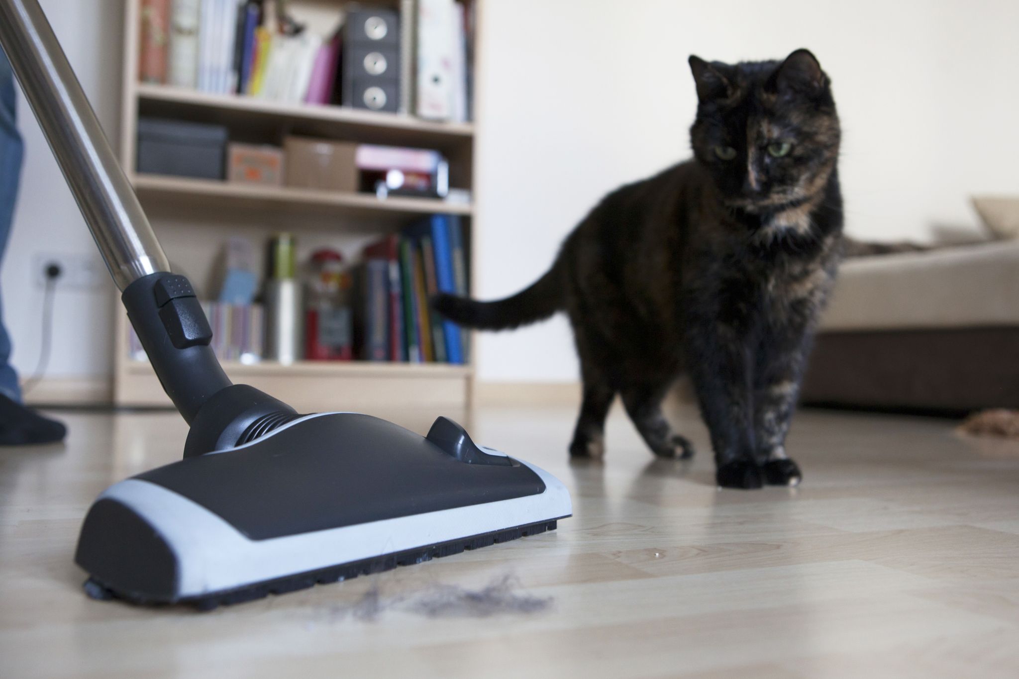 como hacer que tu gato tolere la aspiradora en casa 1
