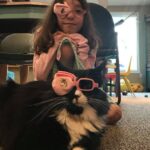como hacer que tu gato tolere usar gafas o accesorios de forma temporal 1