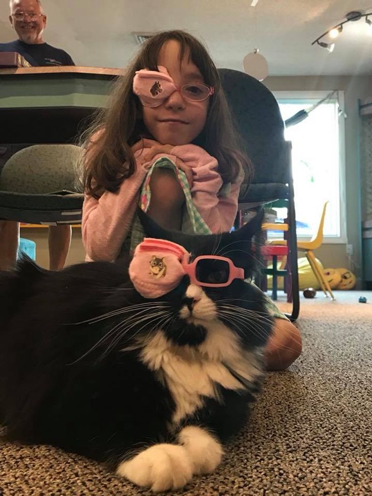 Gato 4 como hacer que tu gato tolere usar gafas o accesorios de forma temporal 1