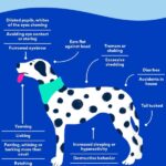 como identificar el estres por competencia en hogares con varias mascotas