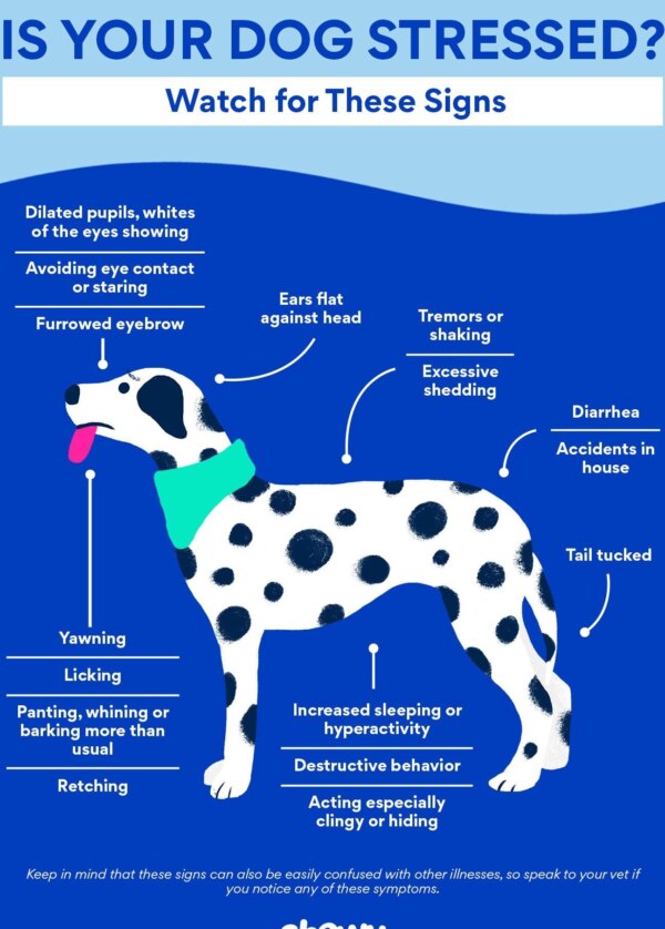 como identificar el estres por competencia en hogares con varias mascotas