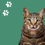 como identificar triggers de estres en tu gato y actuar efectivamente