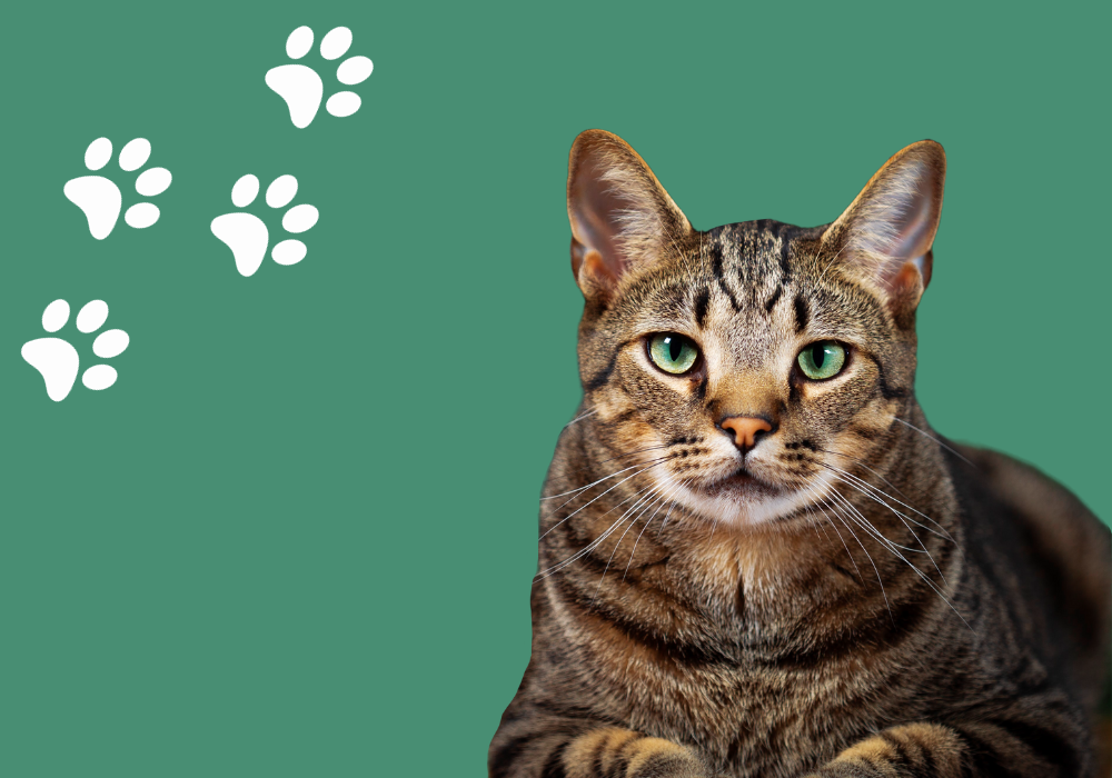 como identificar triggers de estres en tu gato y actuar efectivamente