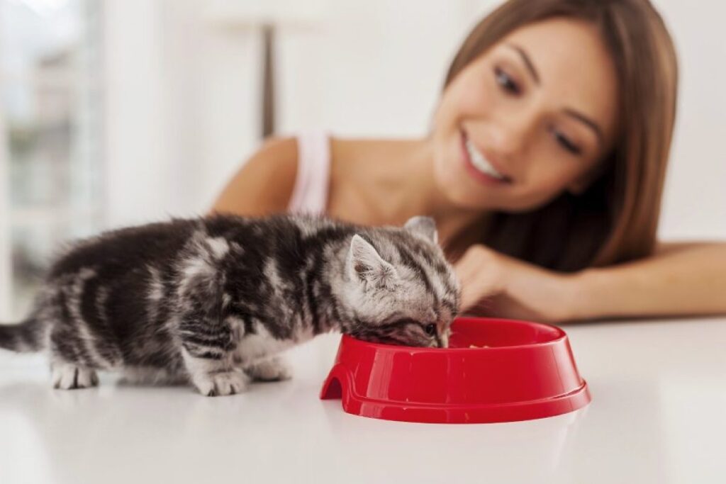 como introducir a tu gato a nuevos entornos sin estres