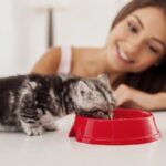 Cómo Introducir a Tu Gato a Nuevos Entornos Sin Estrés 6 como introducir a tu gato a nuevos entornos sin estres
