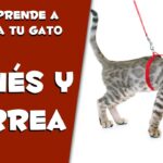 Cómo Introducir a Tu Gato al Uso de Arnés con Técnicas Positivas 6 como introducir a tu gato al uso de arnes con tecnicas positivas