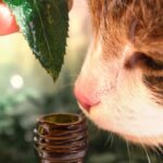 como introducir aromaterapia para gatos ansiosos
