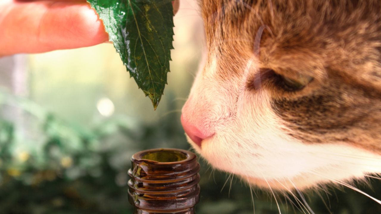 como introducir aromaterapia para gatos ansiosos