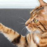 como introducir nuevas ordenes durante el adiestramiento de gatos