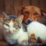 como lograr que tu gato acepte compartir el espacio con un perro nuevo 1