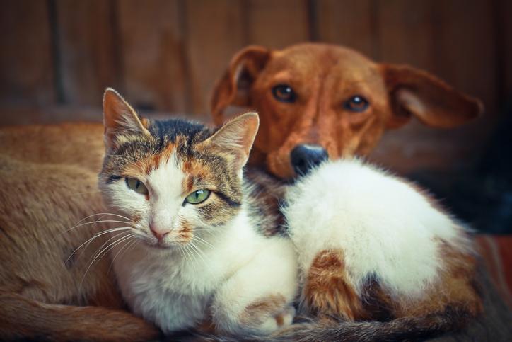como lograr que tu gato acepte compartir el espacio con un perro nuevo 1