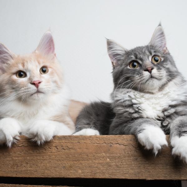 Cómo lograr que tu gato acepte convivir con animales de menor tamaño