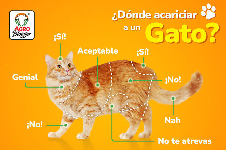Cómo lograr que tu gato acepte jugar en áreas delimitadas 8 como lograr que tu gato acepte jugar en areas delimitadas 1