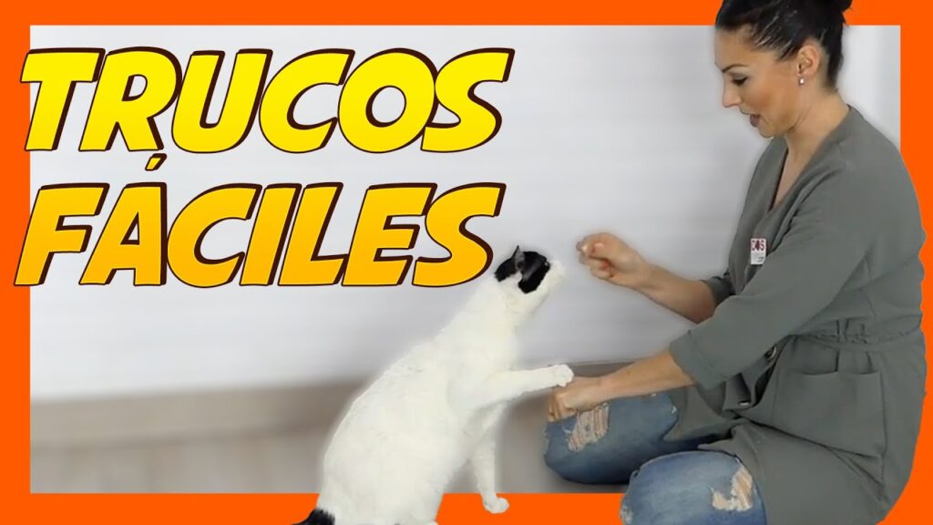como lograr que tu gato aprenda nuevos trucos de manera divertida