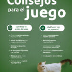 como lograr que tu gato comparta juguetes con otros gatos 1