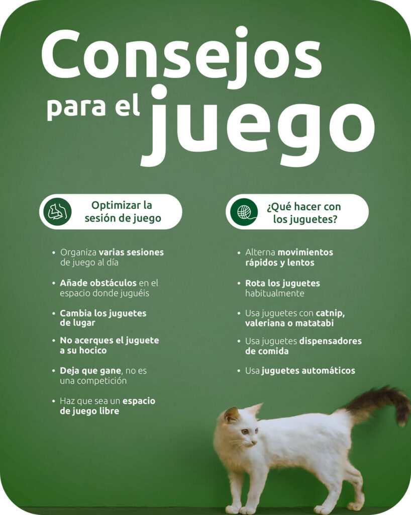 Cómo lograr que tu gato comparta juguetes con otros gatos 33 como lograr que tu gato comparta juguetes con otros gatos 1
