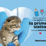 Cómo Lograr que Tu Gato Coopere Durante Visitas al Veterinario 6 como lograr que tu gato coopere durante visitas al veterinario