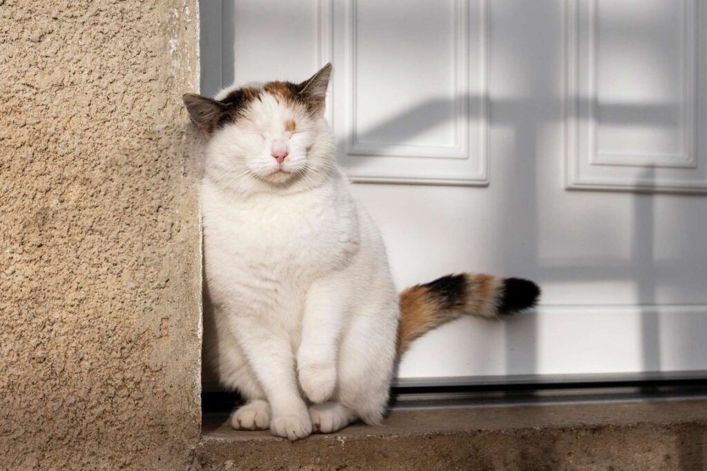 como lograr que tu gato deje de esconderse en casa