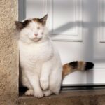 Cómo Lograr que Tu Gato Deje de Esconderse en Casa 5 como lograr que tu gato deje de esconderse en casa