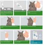 como lograr que tu gato permita limpiar sus orejas con paciencia