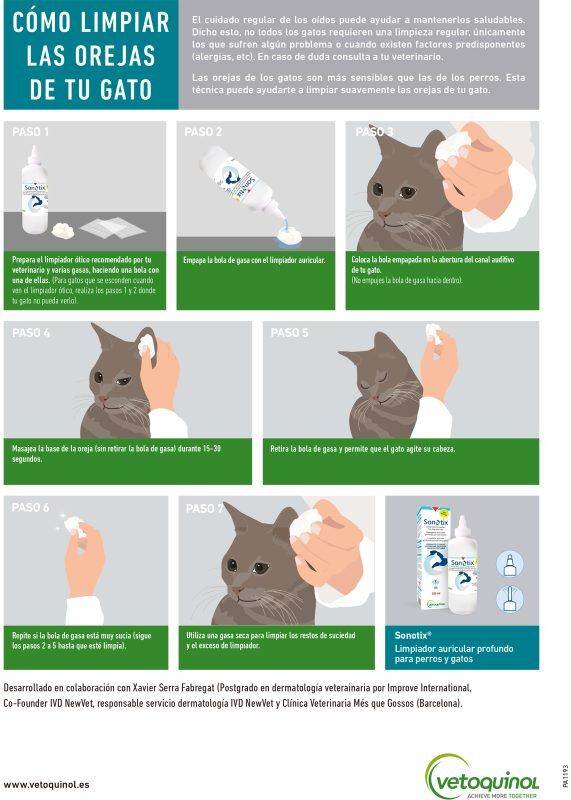 como lograr que tu gato permita limpiar sus orejas con paciencia