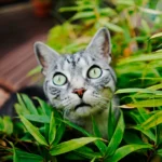 como lograr que tu gato respete el espacio de plantas en interiores 1