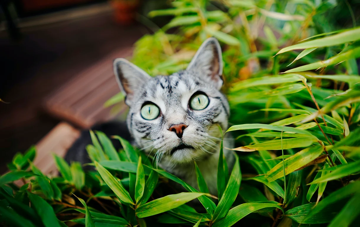 Gato 2 como lograr que tu gato respete el espacio de plantas en interiores 1