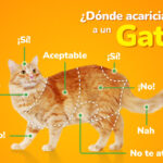 como lograr que tu gato respete las zonas de juego de otros animales 1