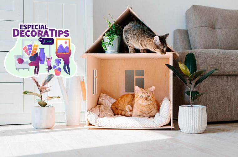 como lograr que tu gato se sienta comodo en un nuevo espacio